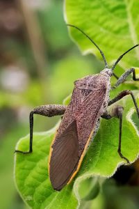 Read more about the article چگونه به طور طبیعی از شر حشرات کدو خلاص شویم